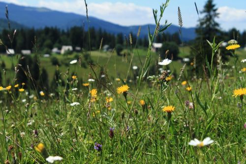 haymaking plants nature