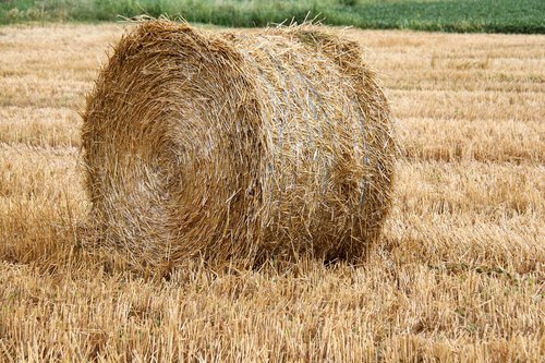 haystack  wheat  field