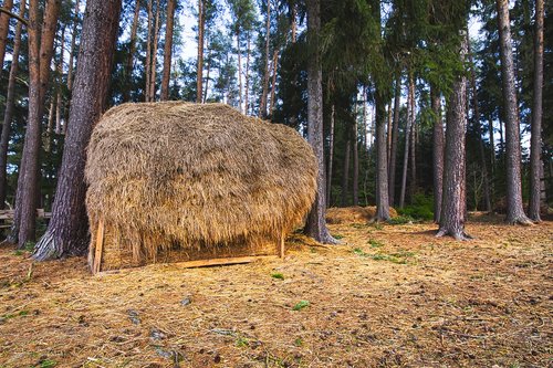 haystacks  forest  food