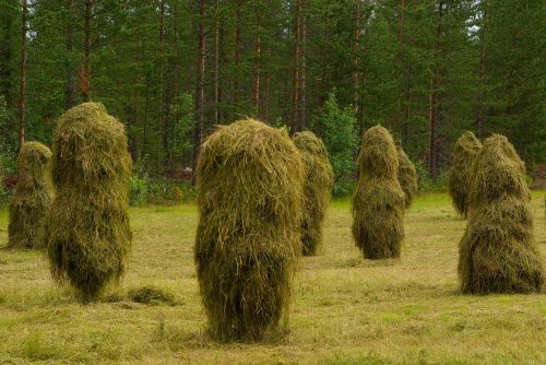 haystacks breeding farm