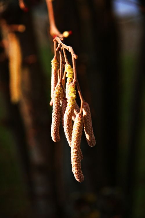 hazel bush sun