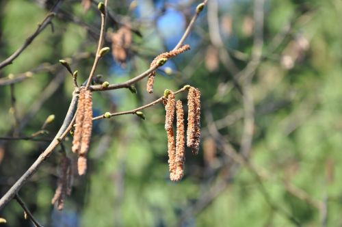 hazel tree branch