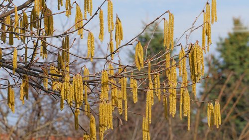 hazel  spring  tree