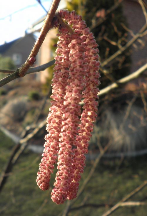 hazel hazelnut blossom