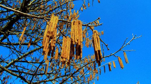 hazel spring nature