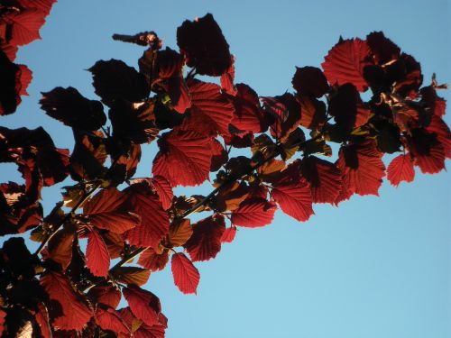 hazel leaves red