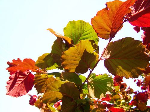 hazel colorful leaves nature