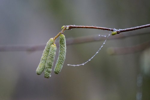 hazel flower  beaded  branch