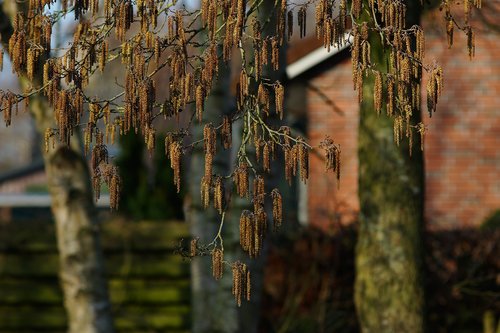 hazel flowers  hazelnut  flowers