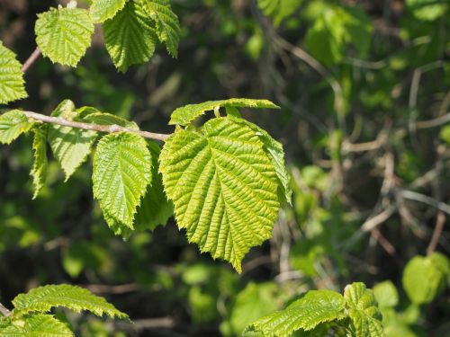 hazelnut fresh leaves fresh green