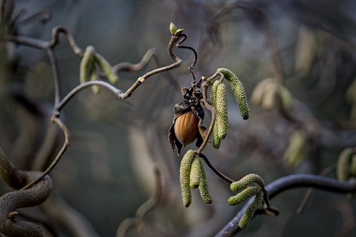 hazelnut  bush  hazel