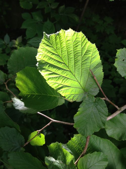 hazelnut hazelnut leaf leaf