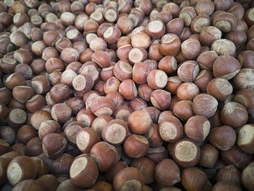 hazelnut  dried fruits and nuts  shelled
