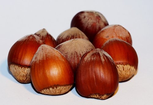 hazelnut  dried fruits and nuts  food