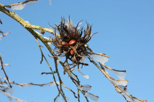 hazelnut tree winter