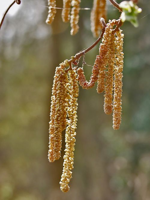 hazelnut nature hazel