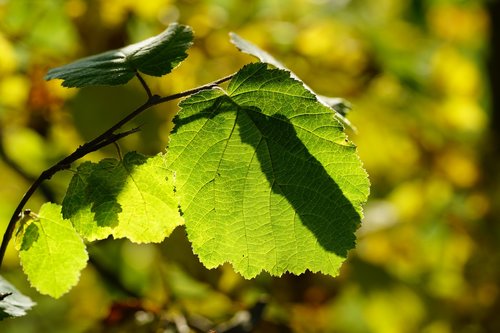 hazelnut leaf  leaf  common hazel