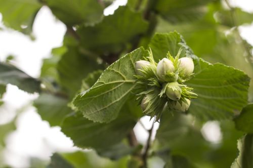 hazelnuts green wild