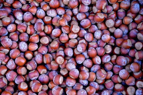 hazelnuts nuts market