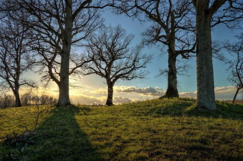 hdr sweden tree