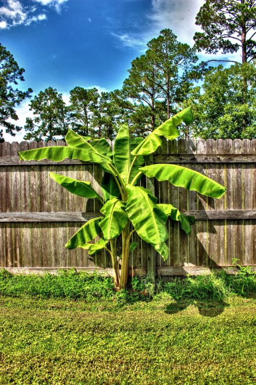 HDR- Banana Tree