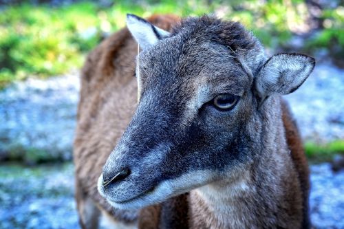 head mouflon ovis orientalis musimon