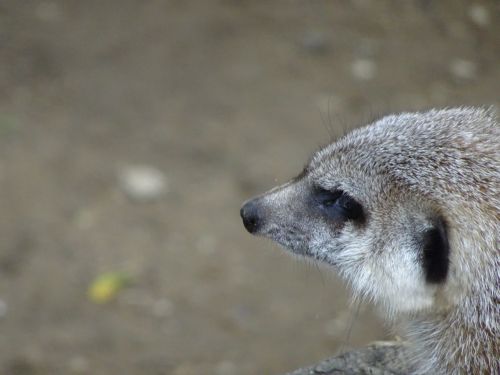 head meerkat animal