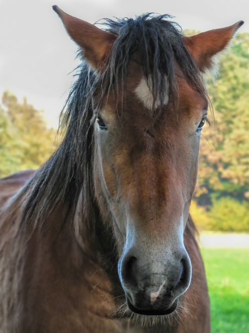 head mane animal