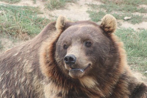 head  bear  nature