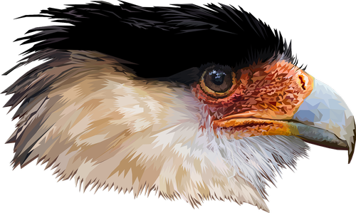head  bird  gavião