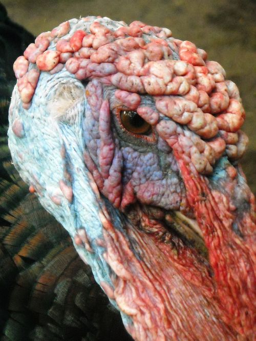 head chicken turkey