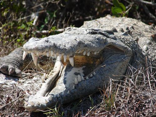 head crocodile crocodiles