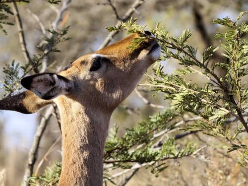 head  feeding  impala