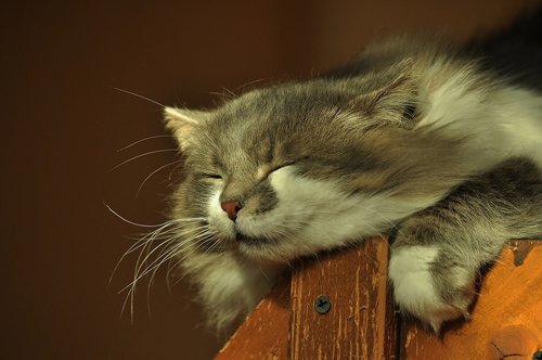 head  cat  sleeps