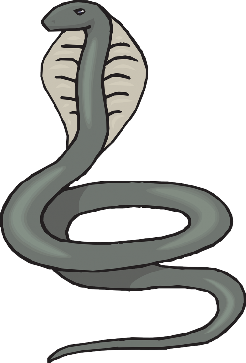 head snake gray