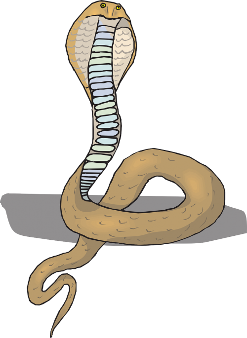 head snake cobra