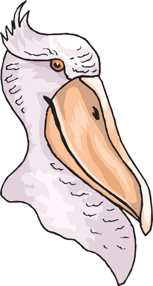 head bird pelican