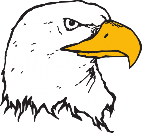 head eagle bird