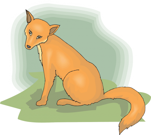 head orange fox