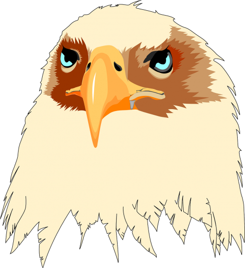 head eyes eagle