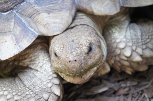 head turtle tortoise