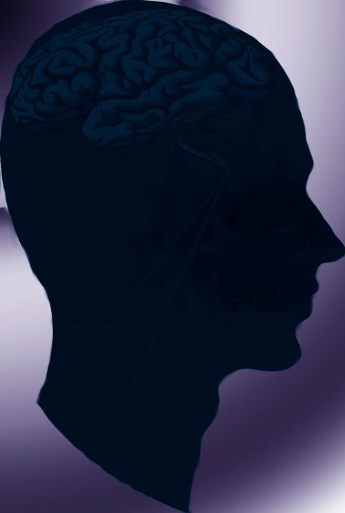 head brain human