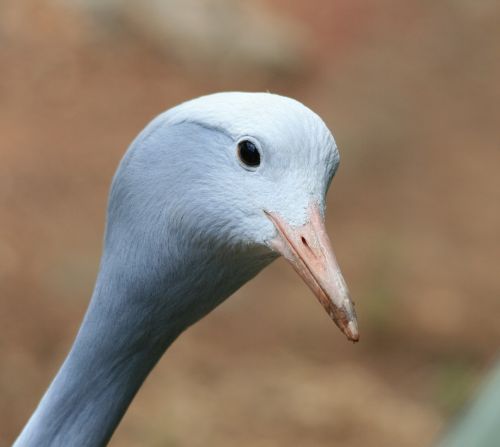 Head And Face Of Blue Crane