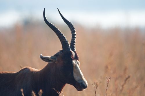 Head And Horns Of Blesbuck
