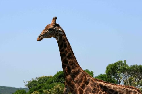 Head And Neck Of Adult Giraffe