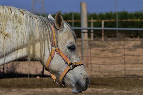 head animal  horse  head horse