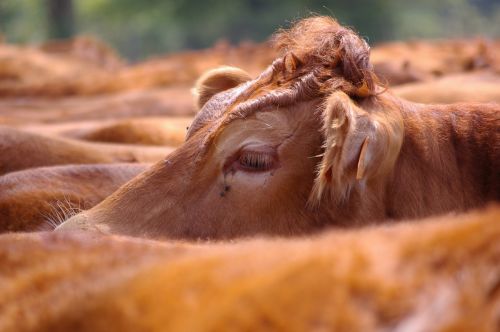 head of cow cow closeup cow