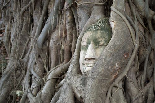 head of god bodhi tree ayutthaya