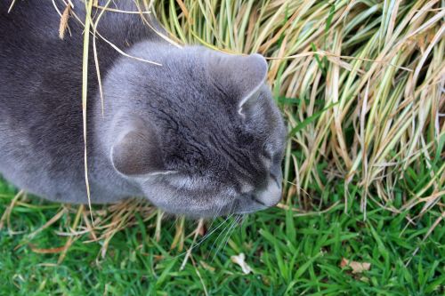 Head Of Grey Cat