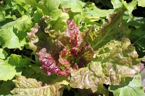 head of lettuce  salad  healthy